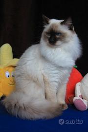 Cucciolona di razza ragdoll con pedigree