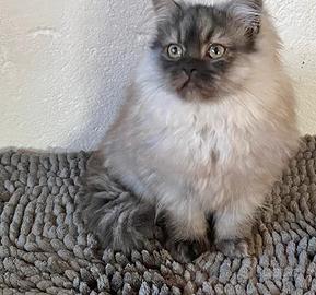 Cucciolo di persiani normotipo MASCHIO
