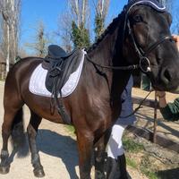 Cavallo