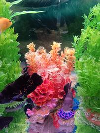 coppia di astronotus 