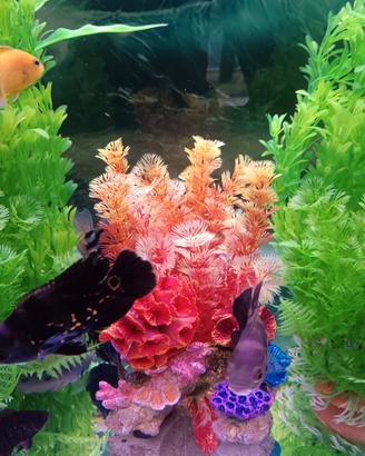 coppia di astronotus 
