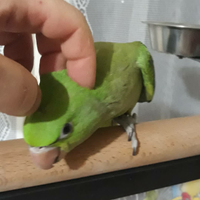 Parrocchetto dal collare allevato a mano