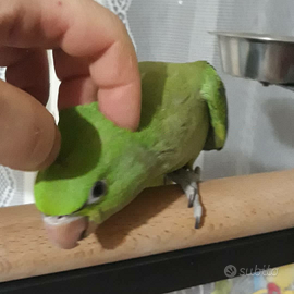 Parrocchetto dal collare allevato a mano