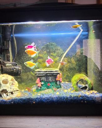 acquario 40 lt