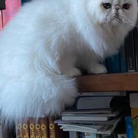 Cuccioli gatto persiano