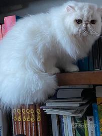 Cuccioli gatto persiano