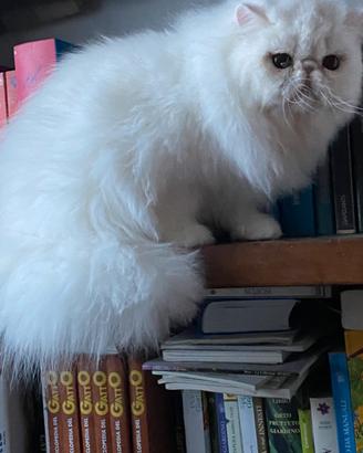 Cuccioli gatto persiano