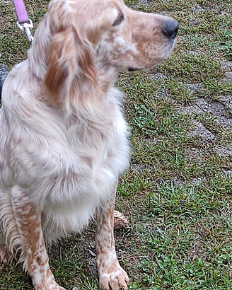 Setter inglese