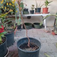 Koelreuteria paniculata