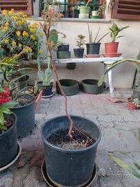 Koelreuteria paniculata