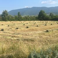 Fieno di primo taglio
