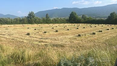 Fieno di primo taglio