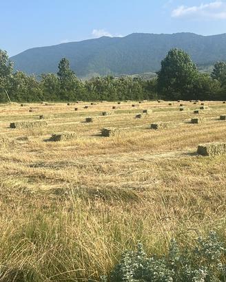 Fieno di primo taglio