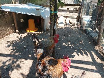 Gallo 🐓