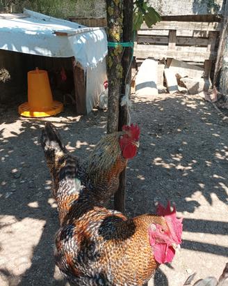 Gallo 🐓