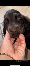 Cocker cioccolato