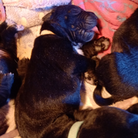 Cuccioli di corso