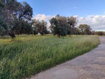 Oliveto 15000mq edificabile 2 km dal mare