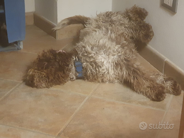 Cuccioli di Lagotto romagnolo