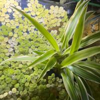 Pianta idroponica acquario acqua dolce