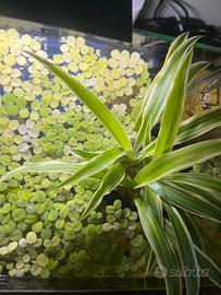 Pianta idroponica acquario acqua dolce