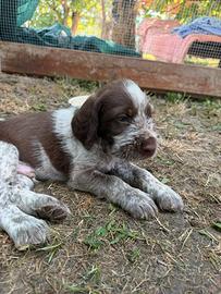 Cuccioli di Spinone Italiano