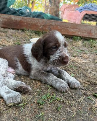 Cuccioli di Spinone Italiano