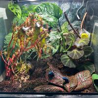 Terrario tropicale 45x45 cm