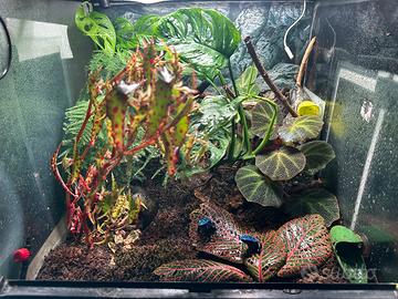 Terrario tropicale 45x45 cm