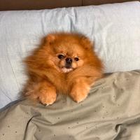 Volpino ACCOPPIAMENTO pomerania ORANGE maschio