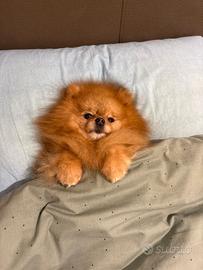 Volpino ACCOPPIAMENTO pomerania ORANGE maschio