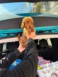 Barboncino Mini Toy Red