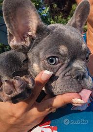 Bulldog francese tan