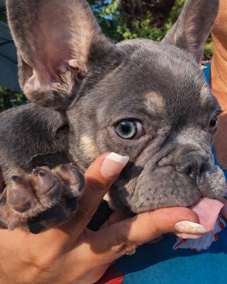 Bulldog francese tan