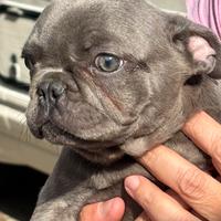Bulldog francese