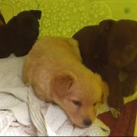 Cuccioli di taglia piccola