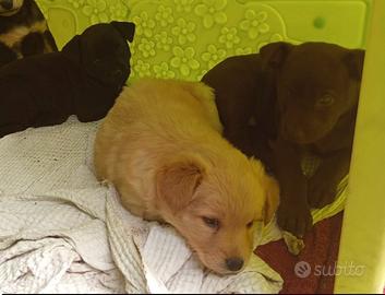 Cuccioli di taglia piccola