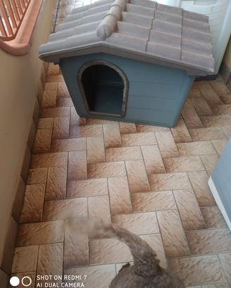 cuccia per cani
