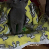Piccola gattina