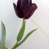 Vari bulbi di tulipano