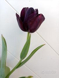 Vari bulbi di tulipano