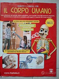 corpo umano