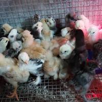 Moroseta galline