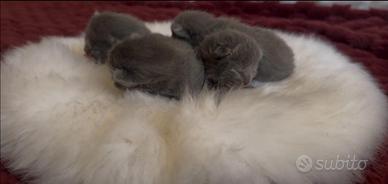 Cuccioli di gatto Certosino