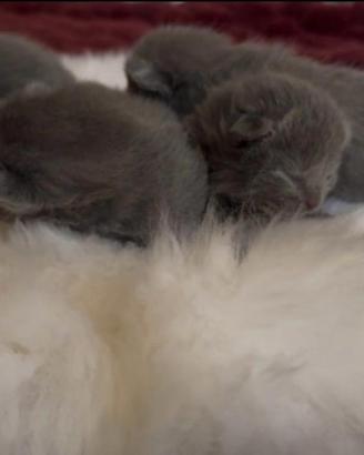 Cuccioli di gatto Certosino