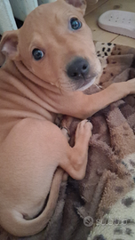 Pitbull 2 mesi