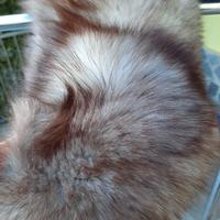 Collo  di  Volpe  Grigia 