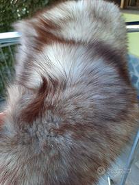 Collo  di  Volpe  Grigia 