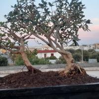 bonsai olivo con mirto