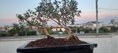 bonsai olivo con mirto